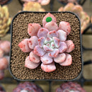 Echeveria 'Devolution' 1"-2" Succulent Plant Cutting