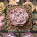 Echeveria 'Pumpkin' 2" Succulent Plant Cutting