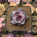 Echeveria 'Odette' 2" Succulent Plant Cutting