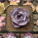 Echeveria 'Odette' 2" Succulent Plant Cutting