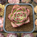 Echeveria Agavoides sp. 2" Succulent Plant Cutting