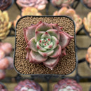 Echeveria Agavoides 'Dior' 1"-2" Succulent Plant Cutting