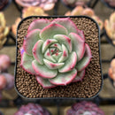 Echeveria Agavoides 'Starboss' Lightly Variegated 2" Succulent Plant Cutting