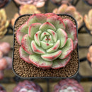 Echeveria Agavoides 'Starboss' Lightly Variegated 2" Succulent Plant Cutting