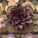 Echeveria 'Nike' 2" Succulent Plant Cutting