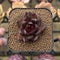 Echeveria 'Black Crystal' Hybrid 1" Succulent Plant Cutting