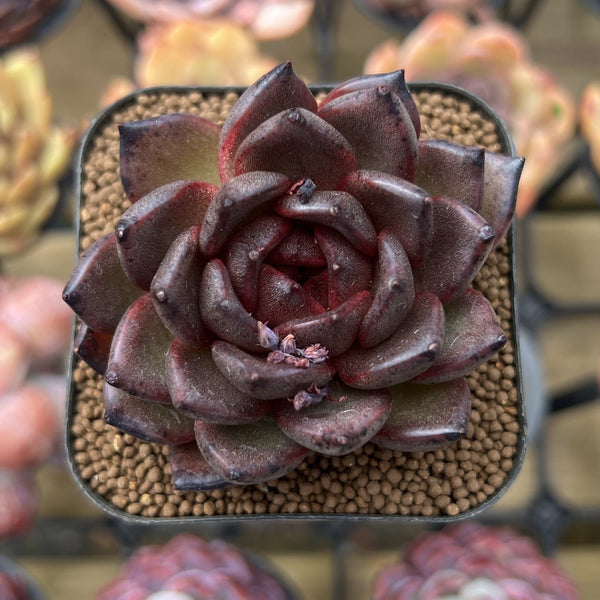 Echeveria 'Black Crystal' Hybrid 2" Succulent Plant Cutting