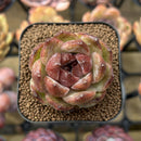 Echeveria sp. 1" Succulent Plant Cutting