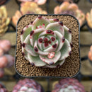Echeveria 'Blue Dragon' 2" Succulent Plant Cutting
