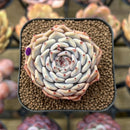 Echeveria 'Rio Heart' 2" Succulent Plant Cutting