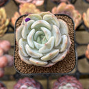 Echeveria 'Lehman' 2" Succulent Plant Cutting