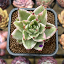 Echeveria Agavoides 'Elkhorn' Variegated 2" Succulent Plant Cutting