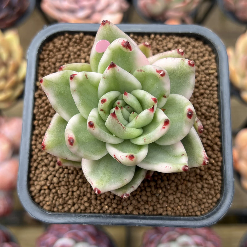 elkhorn plant succulent Echeveria Agavoides 'Elkhorn' Variegated 2" Succulent Plant Cutting