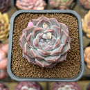 Echeveria 'Royal Star' 2" Succulent Plant Cutting