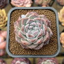 Echeveria 'Royal Star' 2" Succulent Plant Cutting