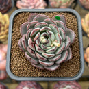 Echeveria 'Liverpool' 2" New Hybrid Succulent Plant Cutting