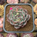 Echeveria 'Liverpool' 2" New Hybrid Succulent Plant Cutting