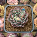 Echeveria 'Liverpool' 2" New Hybrid Succulent Plant Cutting