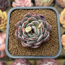 Echeveria 'Liverpool' 2" New Hybrid Succulent Plant Cutting