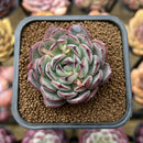 Echeveria 'Liverpool' 2" New Hybrid Succulent Plant Cutting