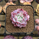 Echeveria 'Pheromone' 1" New Hybrid Succulent Plant Cutting