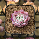 Echeveria 'Pheromone' 1" New Hybrid Succulent Plant Cutting