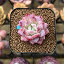 Echeveria 'Pheromone' 1" New Hybrid Succulent Plant Cutting