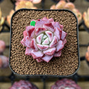 Echeveria 'Pheromone' 1" New Hybrid Succulent Plant Cutting