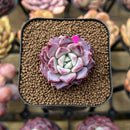 Echeveria 'Pheromone' 1" New Hybrid Succulent Plant Cutting