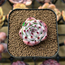 Echeveria 'Momotarou' 1" Succulent Plant Cutting