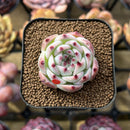 Echeveria 'Momotarou' 1" Succulent Plant Cutting
