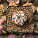 Echeveria 'Momotarou' 1" Succulent Plant Cutting