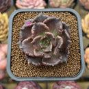 Echeveria 'Super Bowl' 2" Succulent Plant Cutting