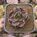 Echeveria 'Super Bowl' 2" Succulent Plant Cutting