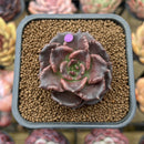 Echeveria 'Super Bowl' 2" Succulent Plant Cutting