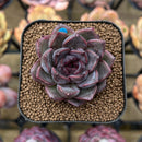 Echeveria 'Magenta' 2" Succulent Plant Cutting