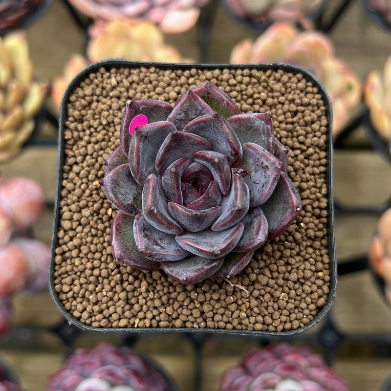 succulent magenta flowers Echeveria 'Magenta' 2" Succulent Plant Cutting