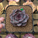 Echeveria 'Magenta' 2" Succulent Plant Cutting
