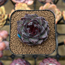 Echeveria 'Black Bear' 2" Succulent Plant Cutting