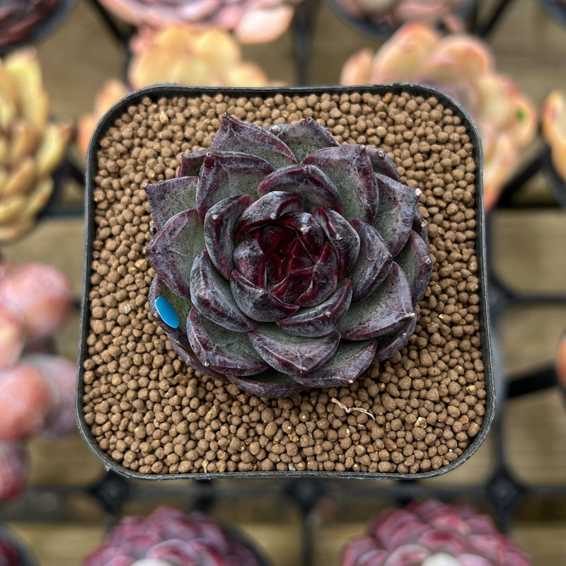 Echeveria 'Black Bear' 2
