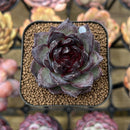 Echeveria 'Black Bear' 2" Succulent Plant Cutting
