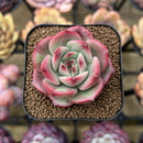 Echeveria Agavoides 'Starboss' Lightly Variegated 2" Succulent Plant Cutting