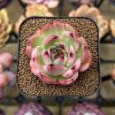 Echeveria Agavoides 'Flamenco' Variegated 2" Succulent Plant Cutting