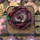 Echeveria 'Spicy Rose' 2" Succulent Plant Cutting