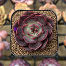 Echeveria 'Spicy Rose' 2" Succulent Plant Cutting
