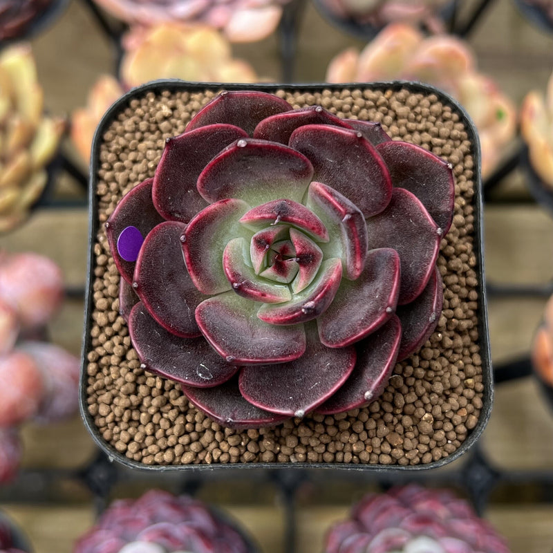 spicy succulents crossword clue Echeveria 'Spicy Rose' 2" Succulent Plant Cutting