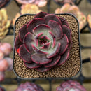 Echeveria 'Spicy Rose' 2" Succulent Plant Cutting