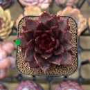 Echeveria 'Nike' 2" Succulent Plant Cutting