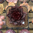 Echeveria 'Nike' 2" Succulent Plant Cutting