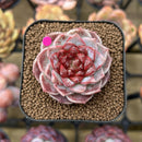 Echeveria 'Red Velvet' 2" Succulent Plant Cutting
